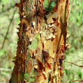 Bois d'amburana