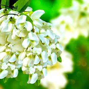 Acacia negra (robinia)