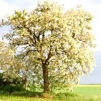 Acacia negra (robinia)
