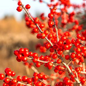Winterberry Holly