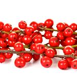 Winterberry Holly