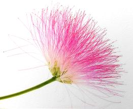 Albizia