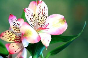 Alstroemeria