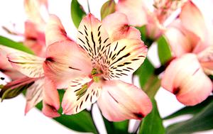 Alstroemeria
