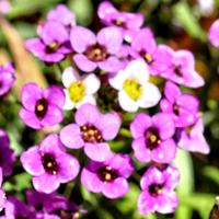 Alyssum