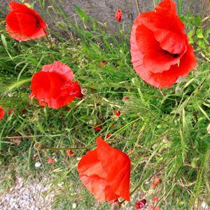 Amapola