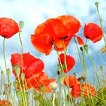 Amapola