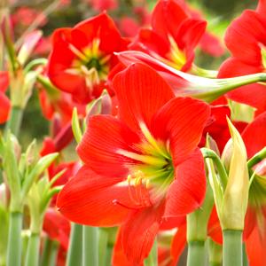 Amaryllis