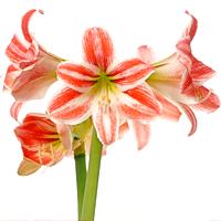 Amaryllis
