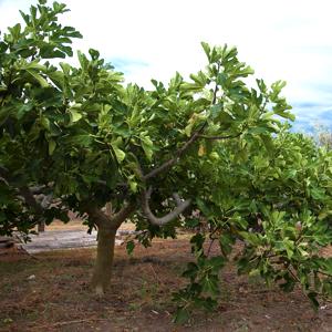 árbol de la higuera