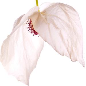 Taubenbaum