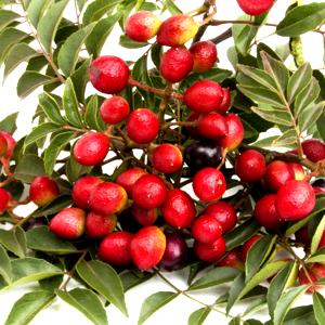 Curry Tree