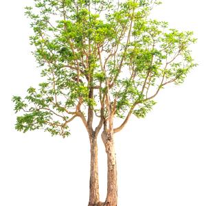Neem Tree