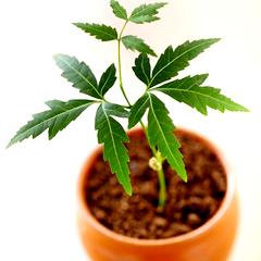 Neem Tree