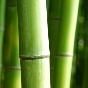 Bambú