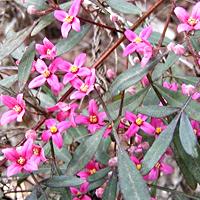 Braune Boronia