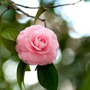 Camelia
