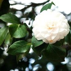 Camelia