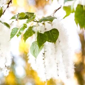 Poplar Buds