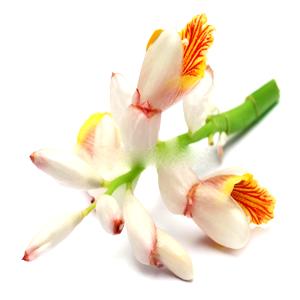 Flor de cardamomo