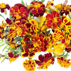 Œillet d'Inde (tagète)