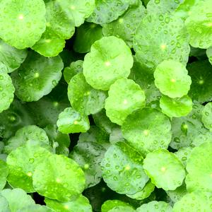 Centella Asiatica