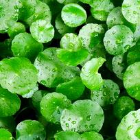 Centella Asiatica