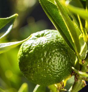 Chinotto