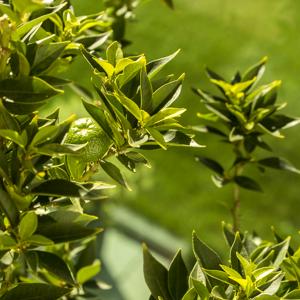Chinotto