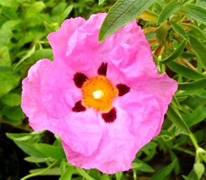 Cistus Incanus