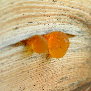 Copal