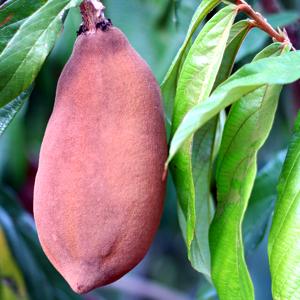 Copoazú (cacao blanc)