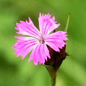 Dianthus