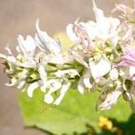 Esclarea