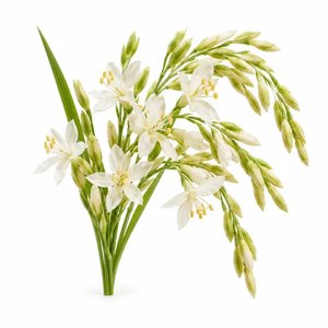 fiore di riso