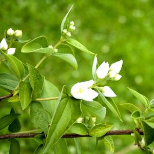 Flor de karo karoundé