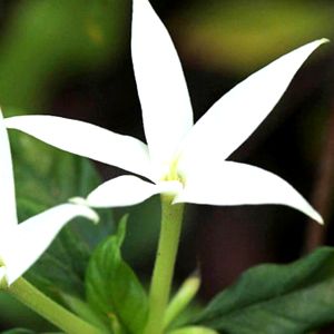 Flor de karo karoundé