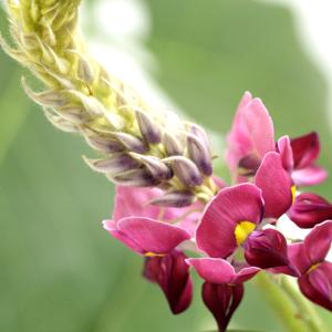 Flor de kudzu