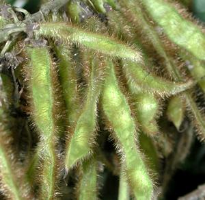 Flor de kudzu