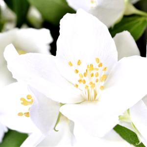 Flor de la celinda (jeringuilla)