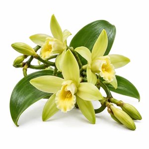 flor de vainilla