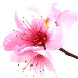Flor del albaricoquero