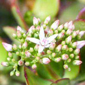 fiore dell'albero di giada