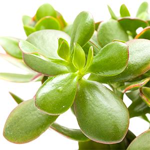 fiore dell'albero di giada