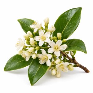 fiore dell'albero della cannella