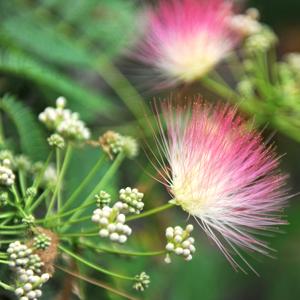 Flor del árbol de la seda (acacia de Constantinopla)