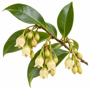 flor del moscadero