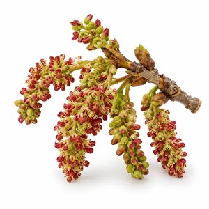 fiore di pistacchio