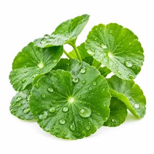 Frutto acquatico
