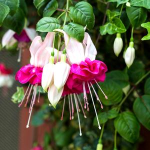 Fucsia